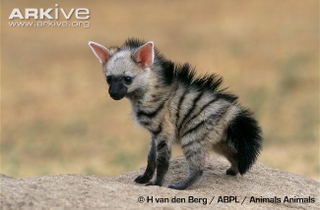Illustration for article titled Wednesday Hyena - Proteles cristata Edition